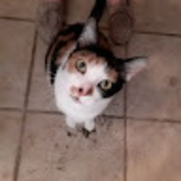 teeceecakes
